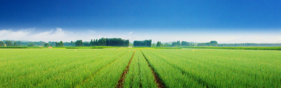 Farming in Zambia