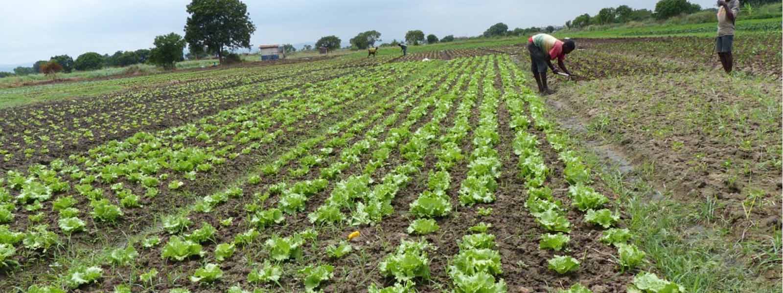 Smallholder Farmers of Zambia